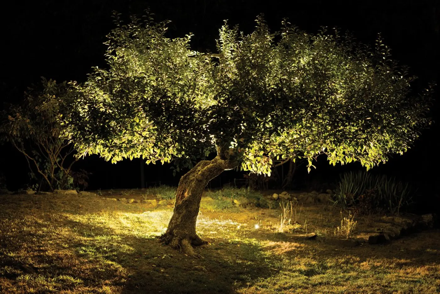 apple detectives solved mystery of ancient tree and rewrote the history of fruit