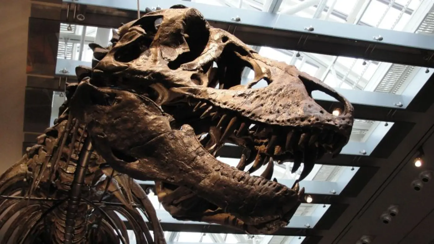 fossil tooth analysis confirms tyrannosaurus rex was warmblooded