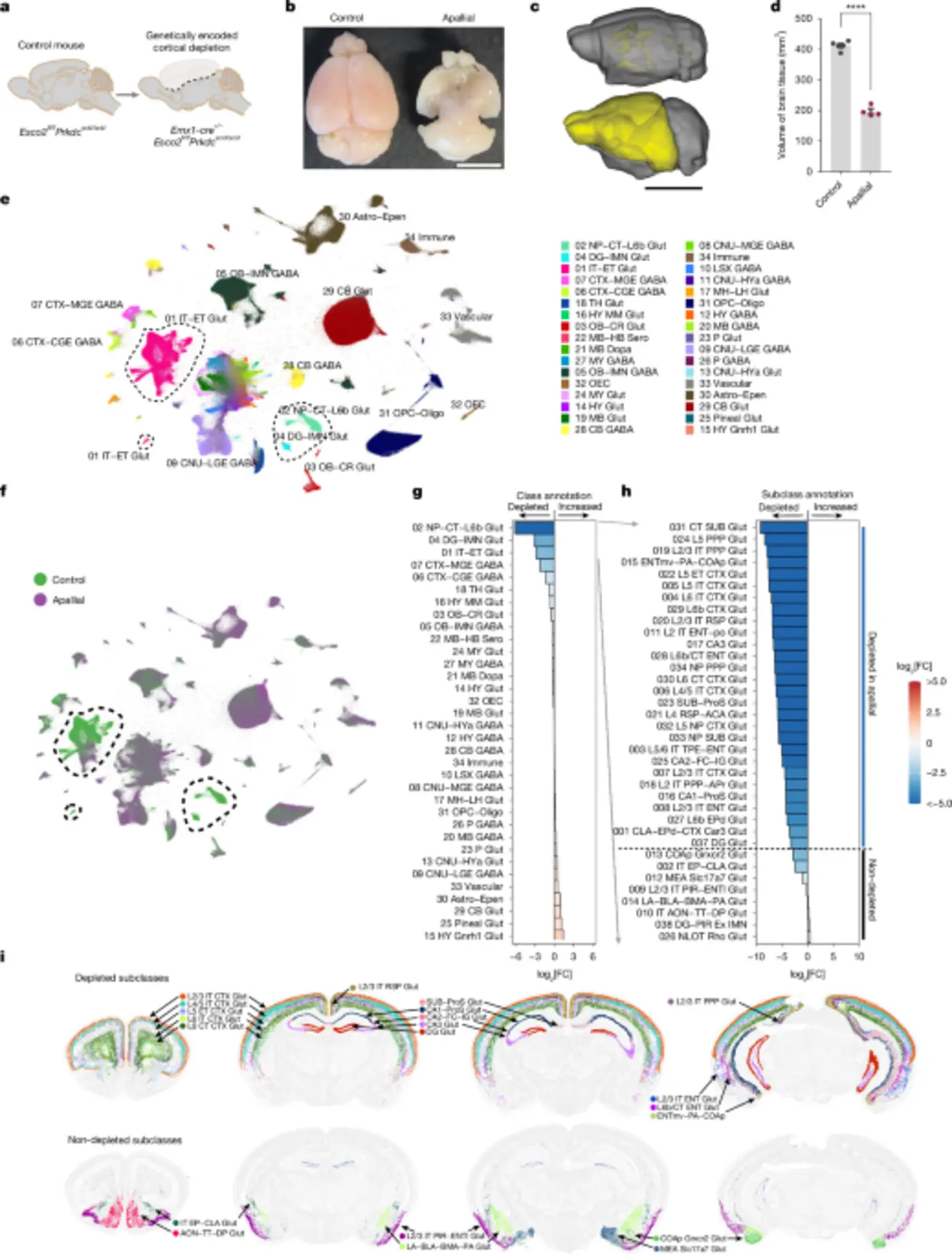 developmental xenocortication using humanderived organoids in mice
