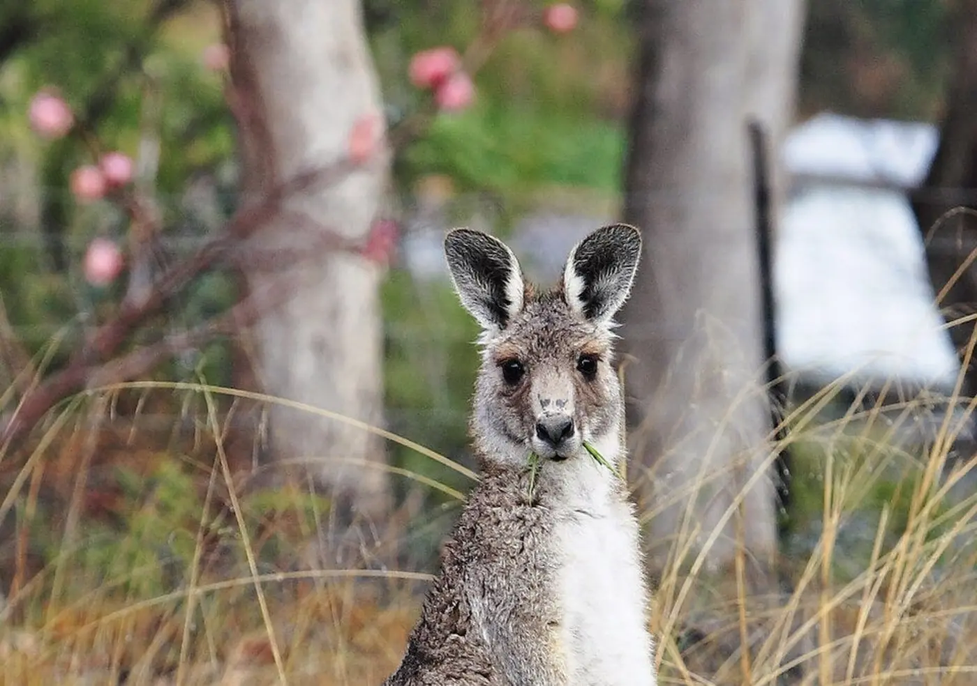 mammals