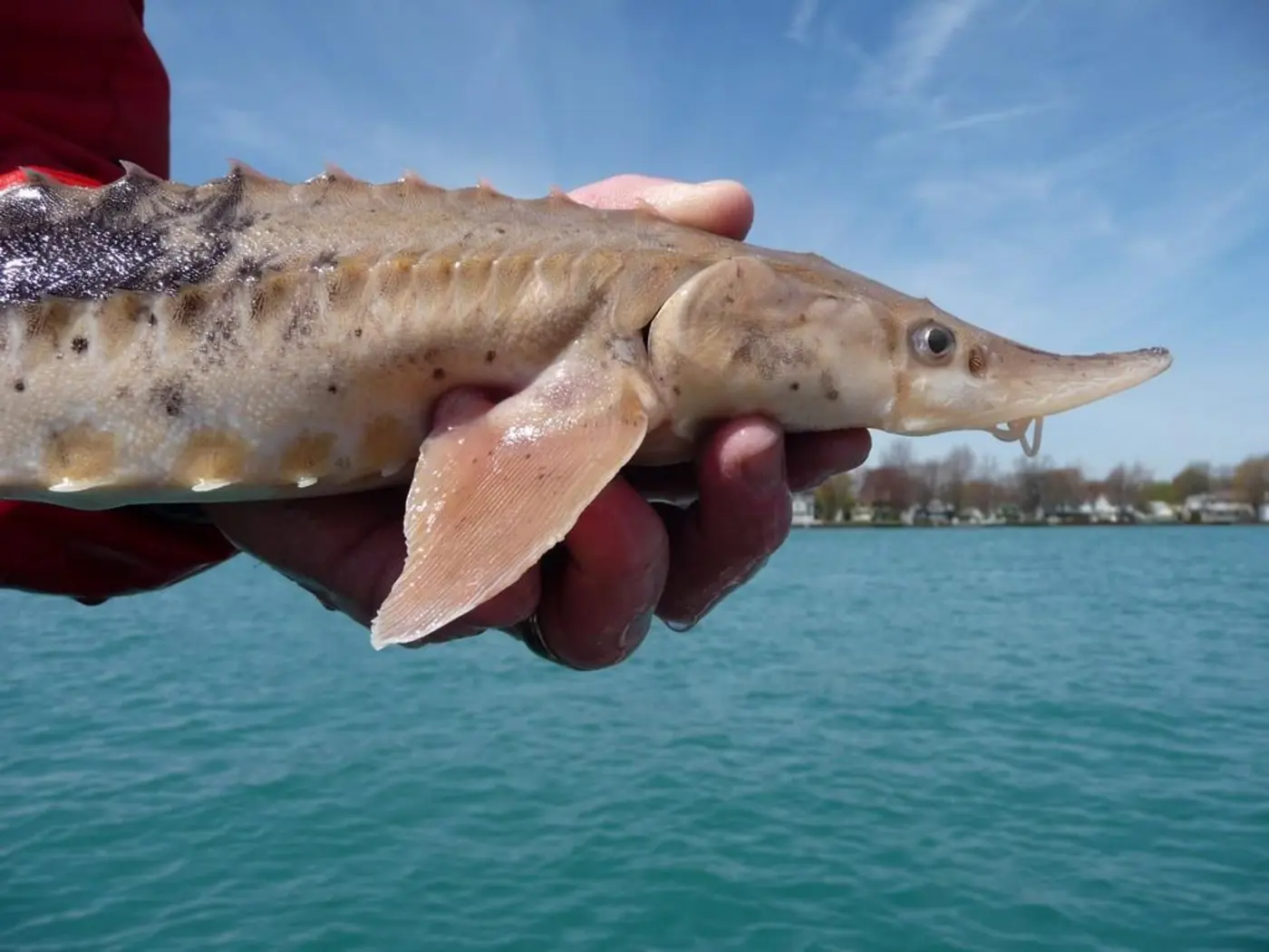 some fish in the great lakes might be more than 400 years old