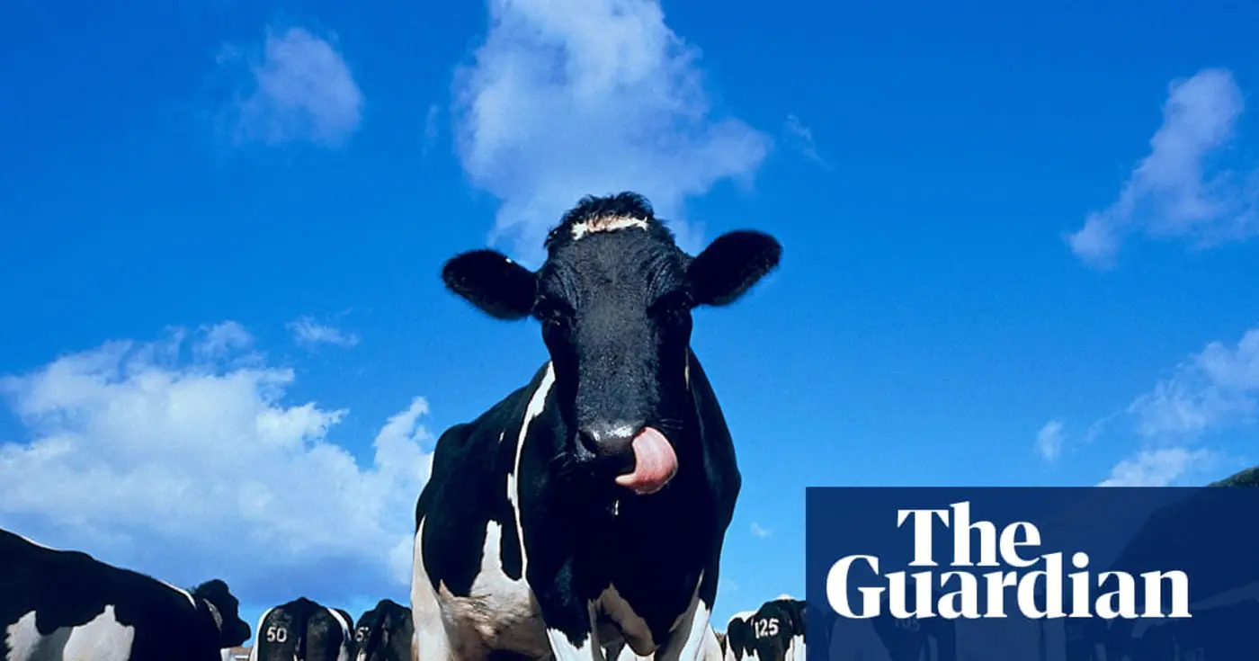 why the oldest cheddarmaker uses a x27milksourcex27 heat pump