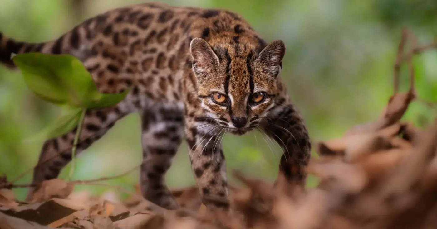 new wild cat species is identified for first time in 100 years researchers say