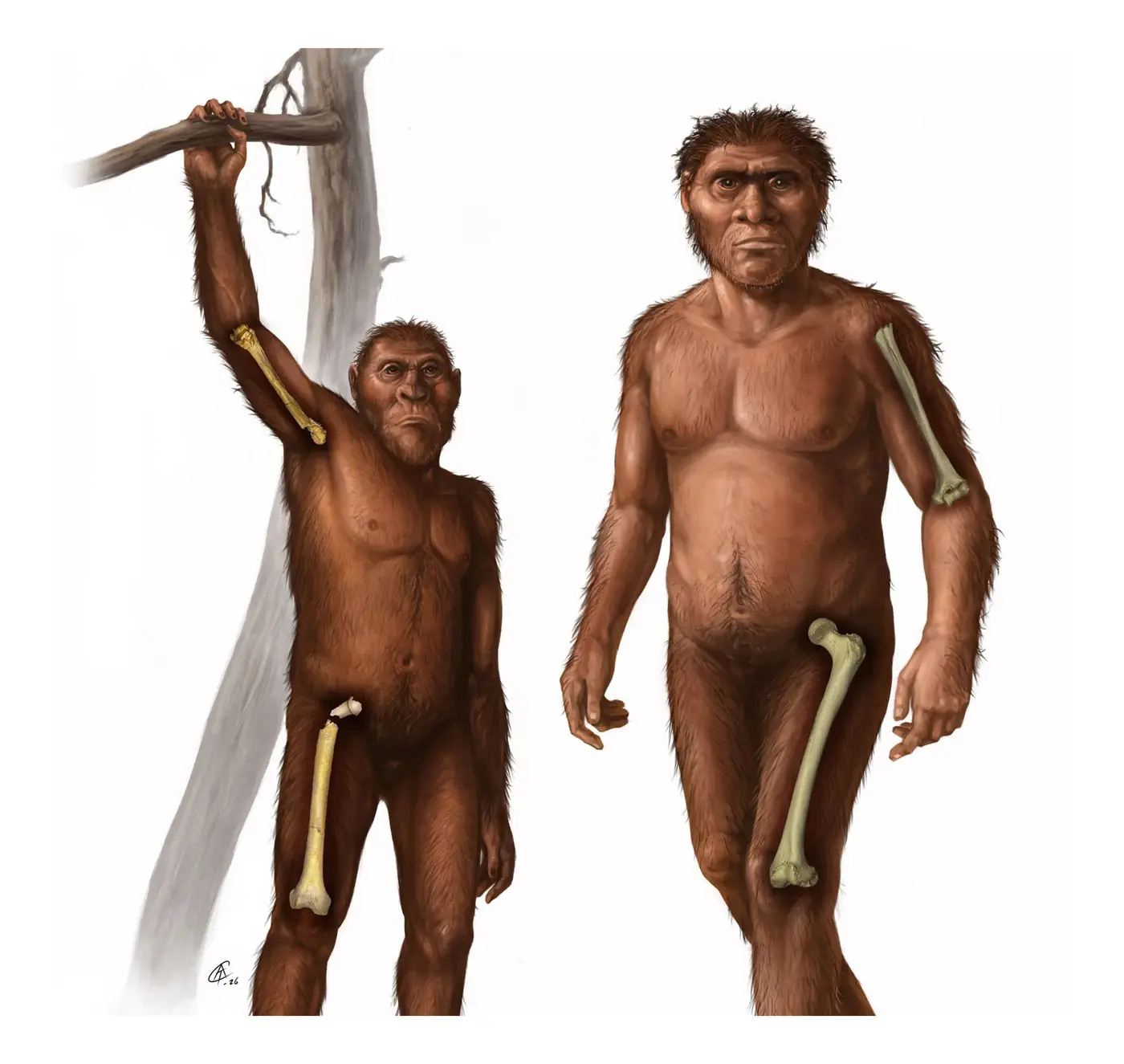 walking upright is written in the bones of our ancestors