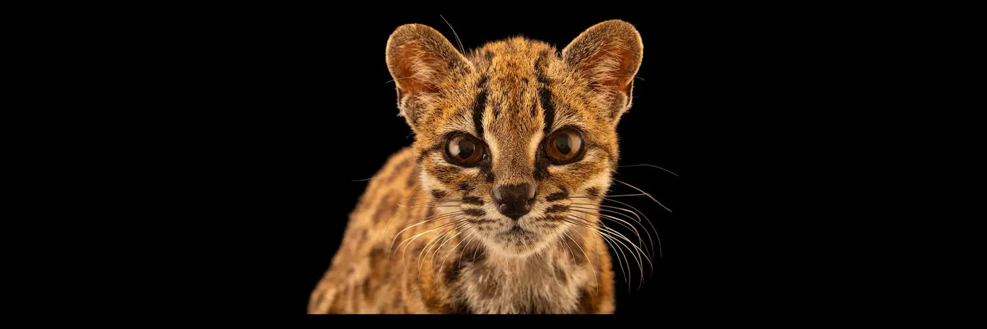 the first new cat species discovered in 100 years