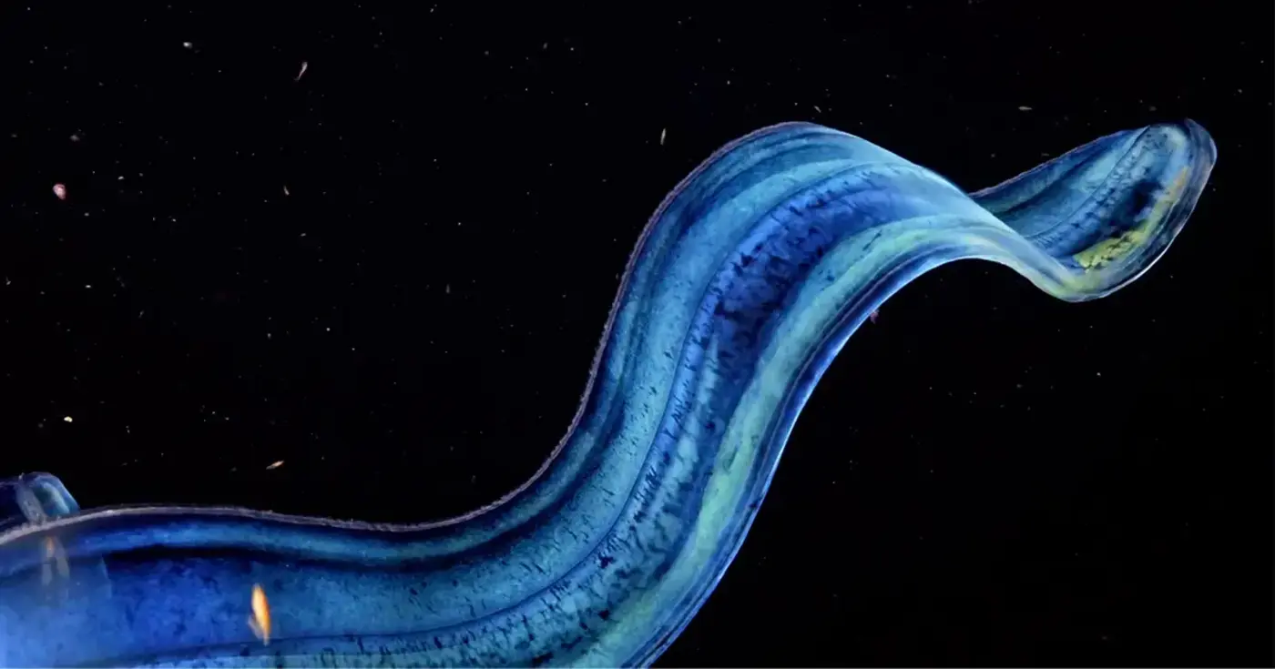 ctenophores arenx27t just beautiful theyx27re biological wonders
