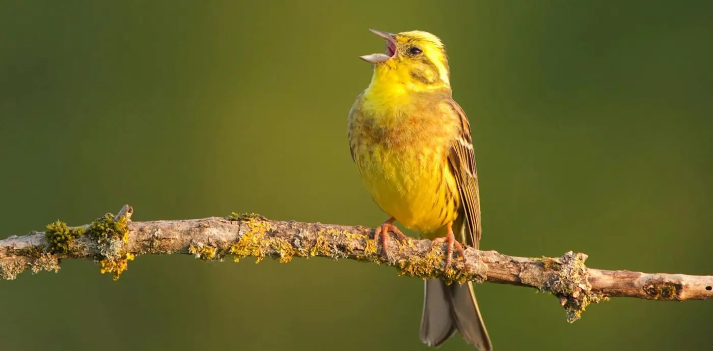 do birds have accents the regional differences in birdsong