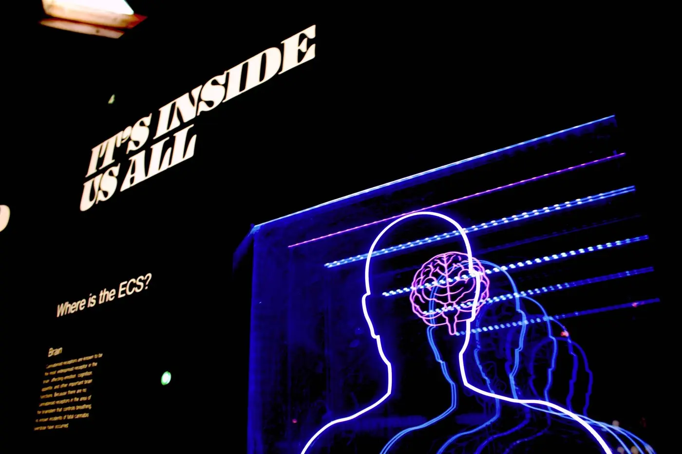 cognition and consciousness arise from analog computations says new theory