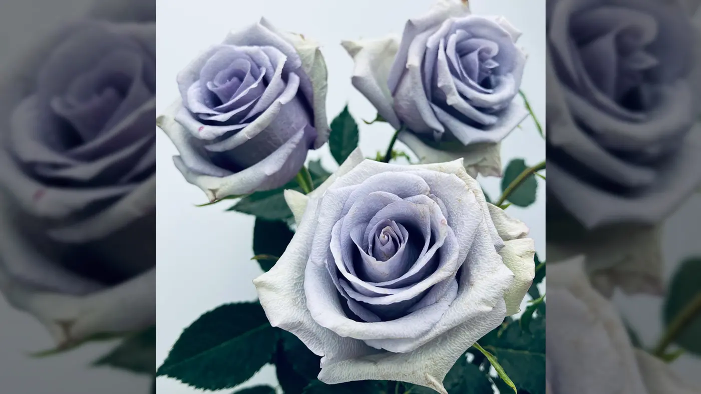 finally a true blue rose exists
