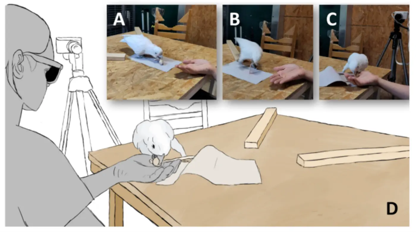 body awareness in goffinx27s cockatoos