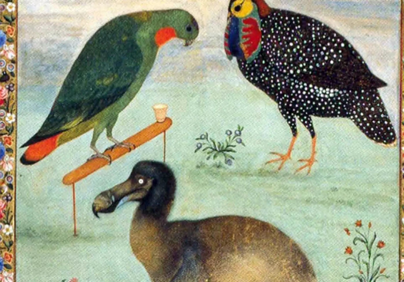 using opus 55 to discover a new eyewitness record of the dodo