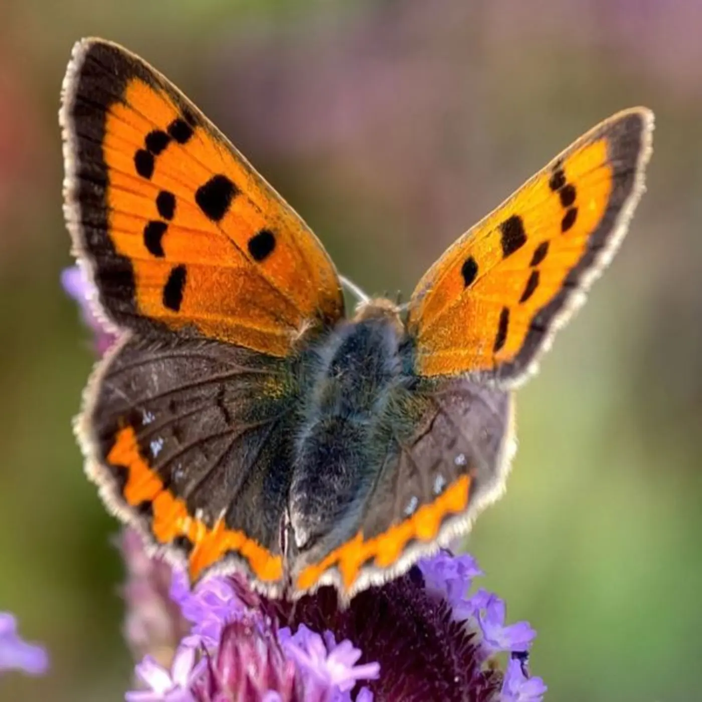 butterflies use optical illusions to dodge predators