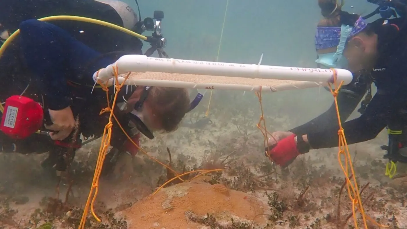 scientists invent underwater umbrellas to protect coral reefs