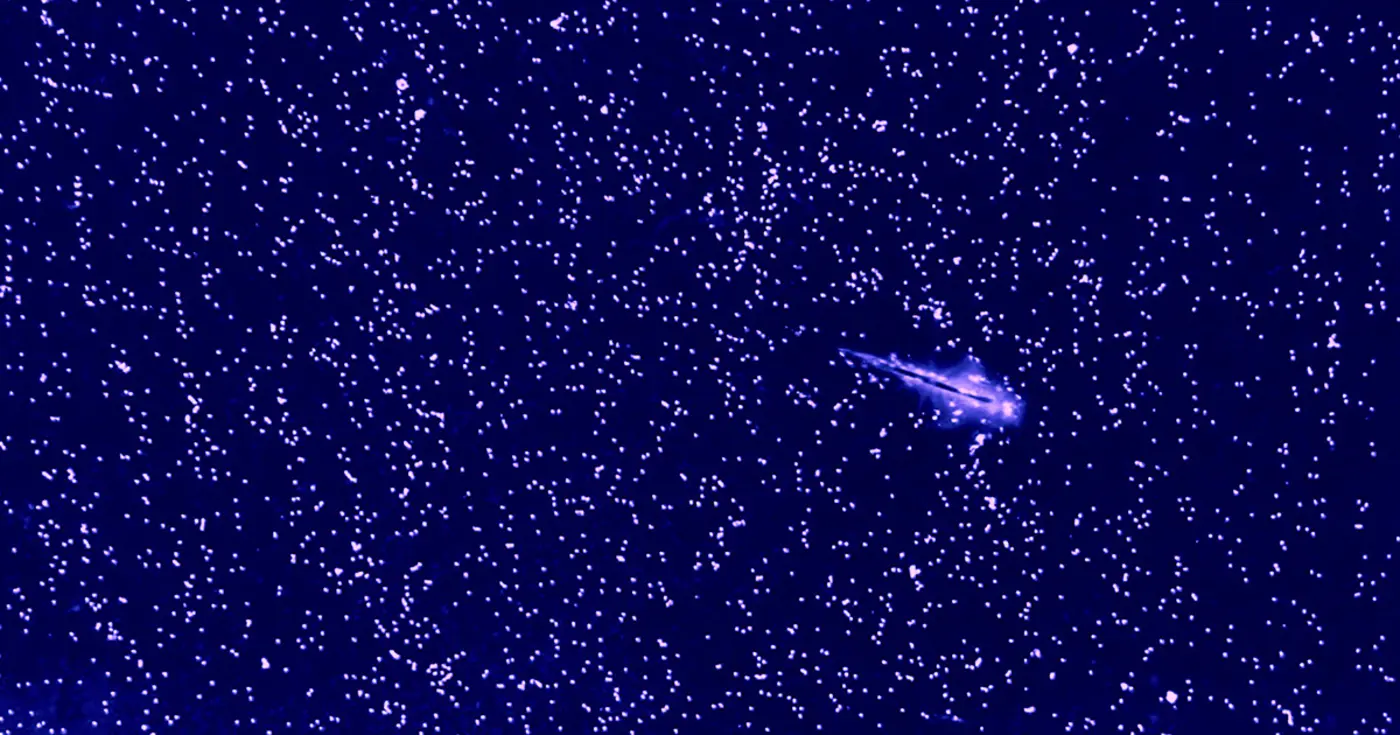 sea monkeys show scientists how to rewrite a rule of turbulence
