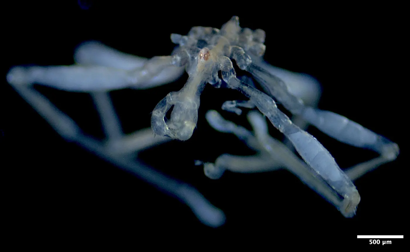 therex27s a new sea spider in town