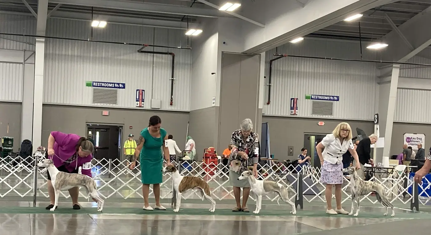 at the conformation show chasing the ideal dog