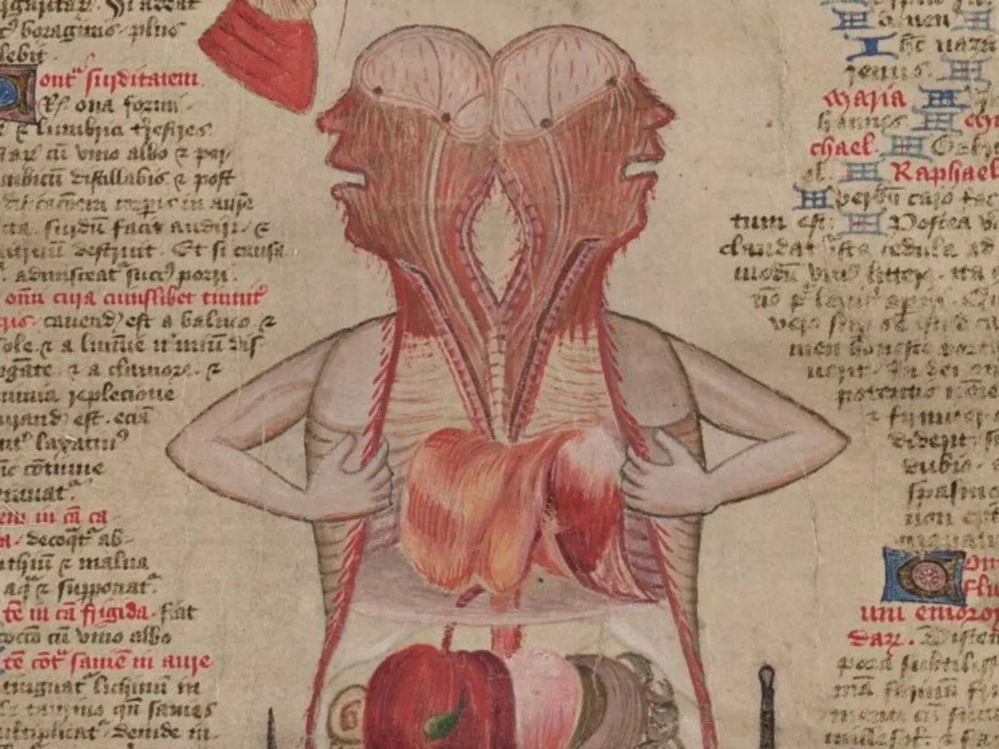 anatomy unzipped john of ardernex27s sweden scroll ca 142535