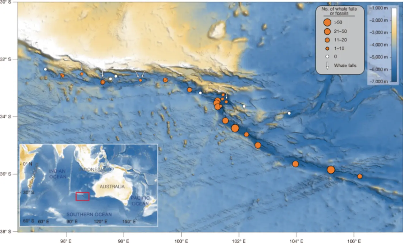 a 53myearold deepsea whale necropolis in the diamantina zone