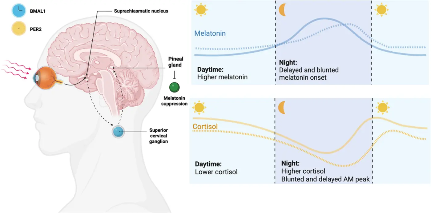 adhd as a circadian rhythm disorder evidence and implications for chronotherapy