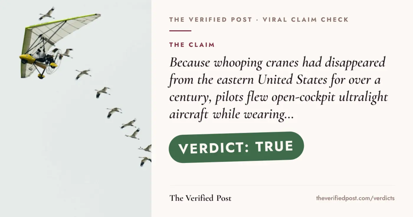 whooping cranes learned to migrate by following costumed pilots