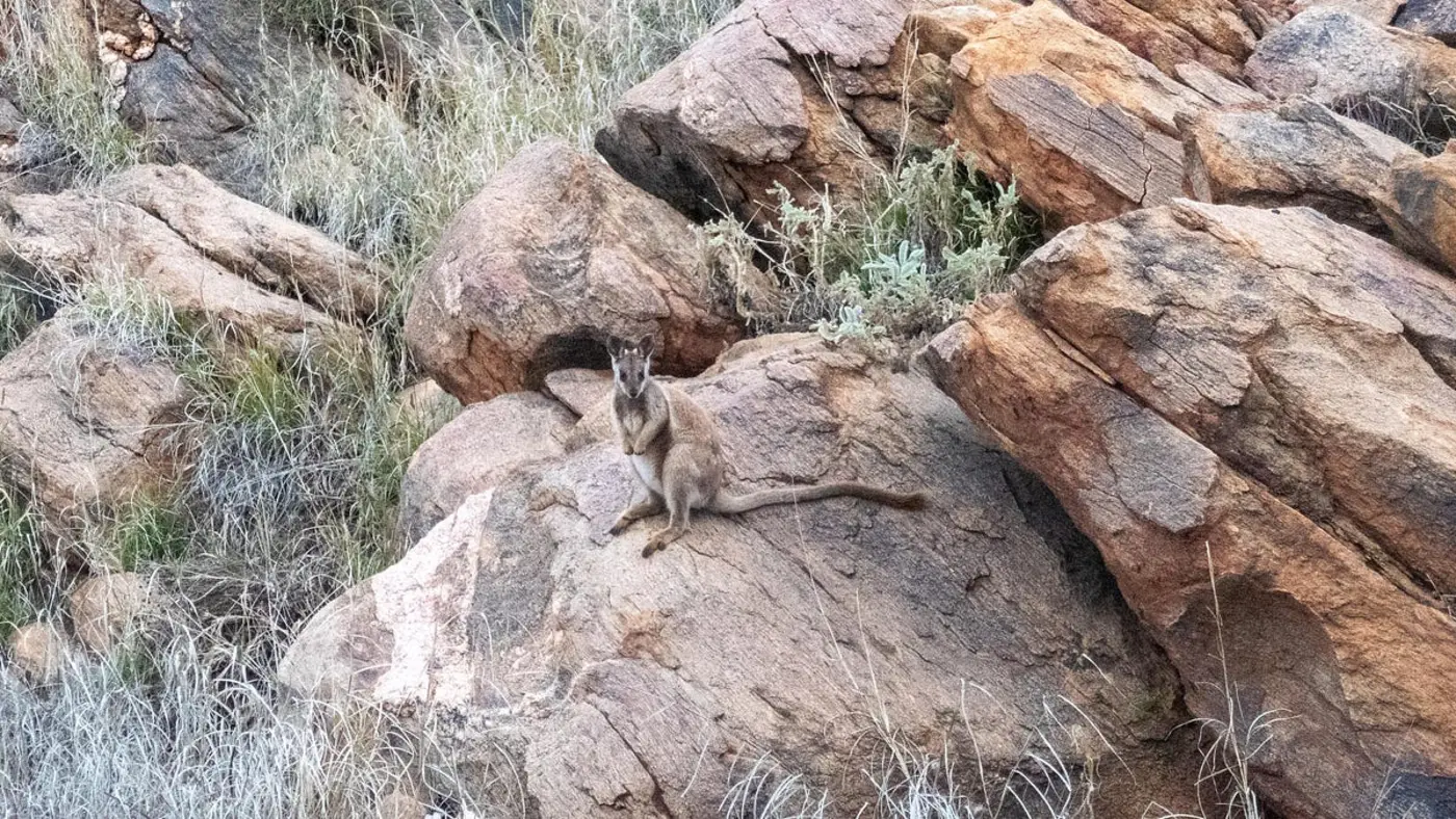 integrated circuits ai and wallabies