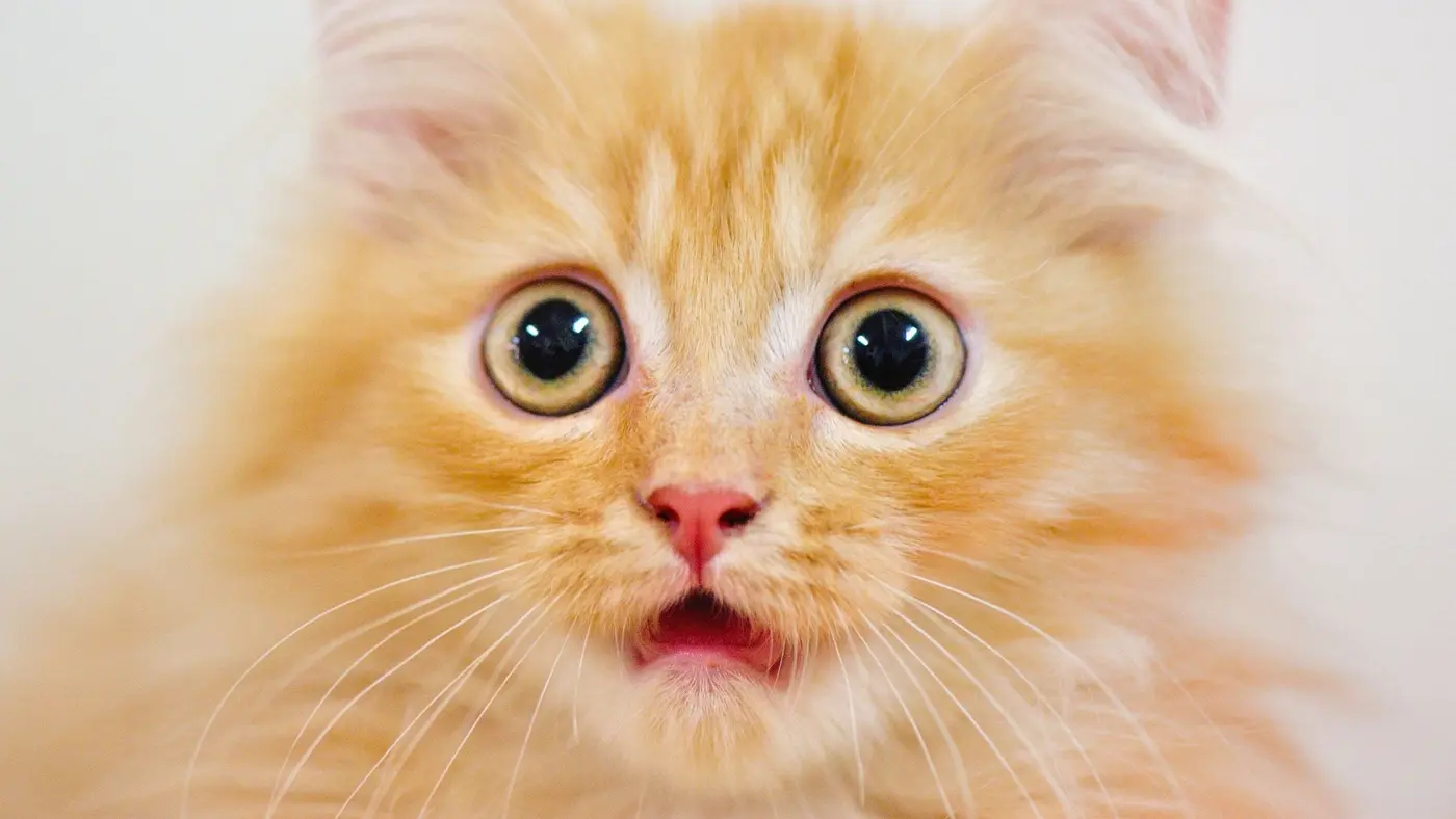 secret of orange cats revealed after 60year search