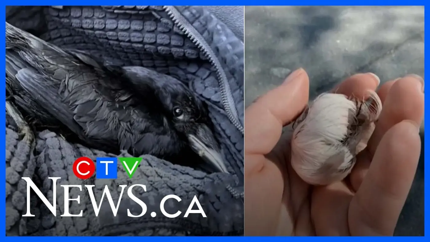 woman who rescued injured crow keeps getting x27thankyou giftsx27 from birds video
