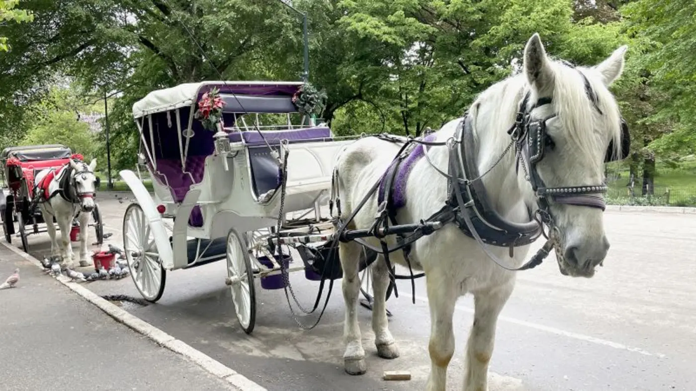 new york citys horsedrawn carriages expected to take their last trot