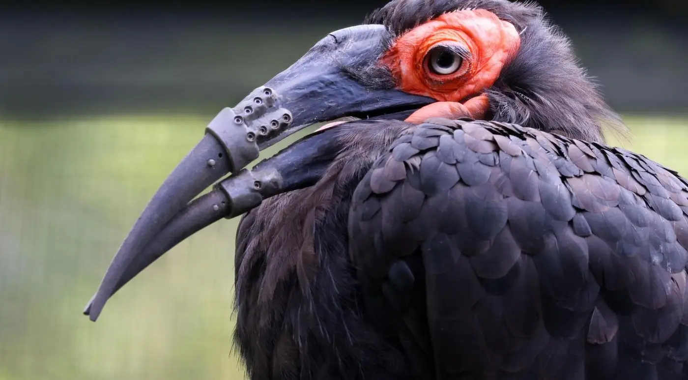 southern ground hornbill gets 3d printed beak prostheses at artis zoo