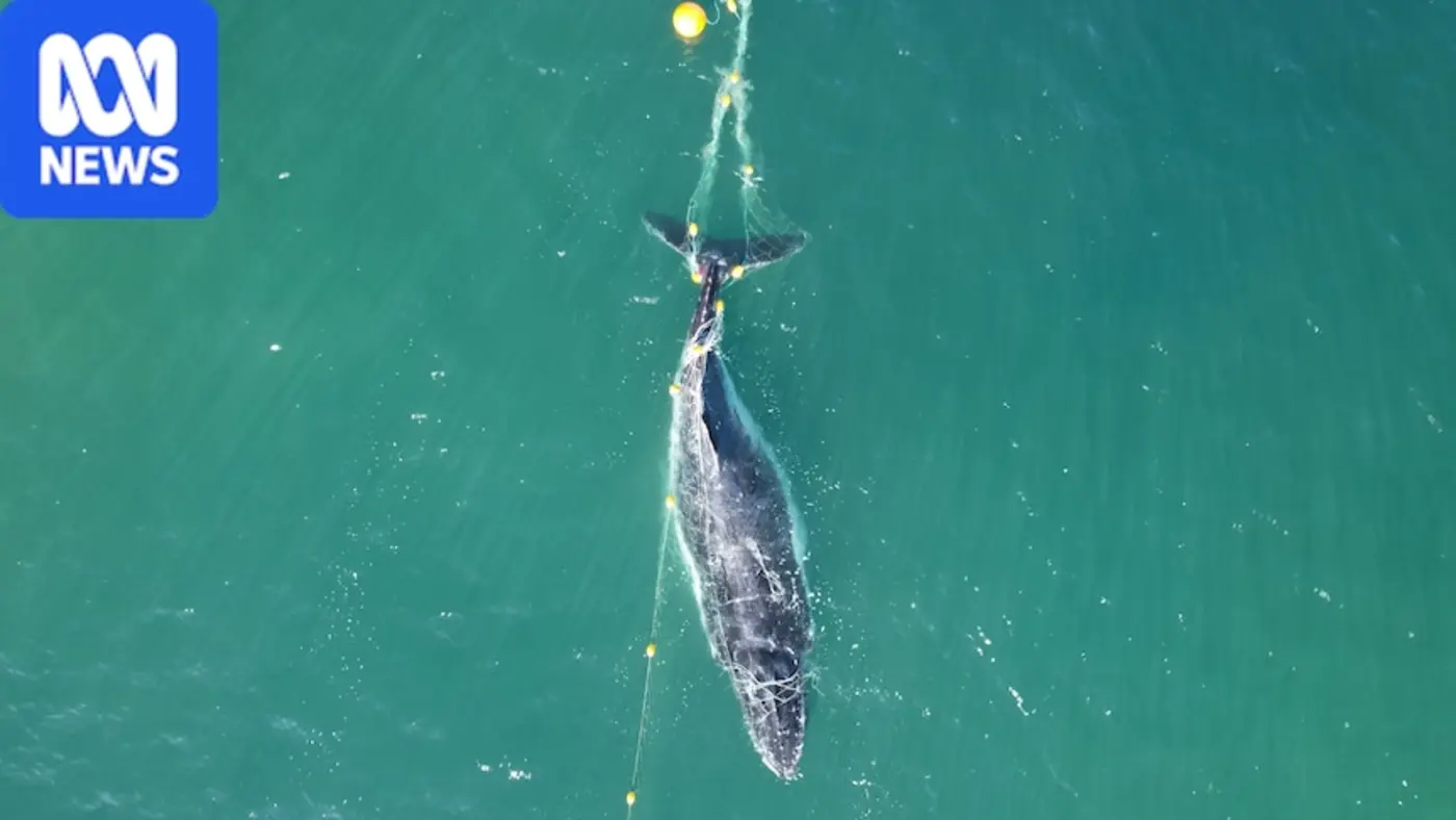 queensland tests acoustic alarms to ward off whales from shark nets