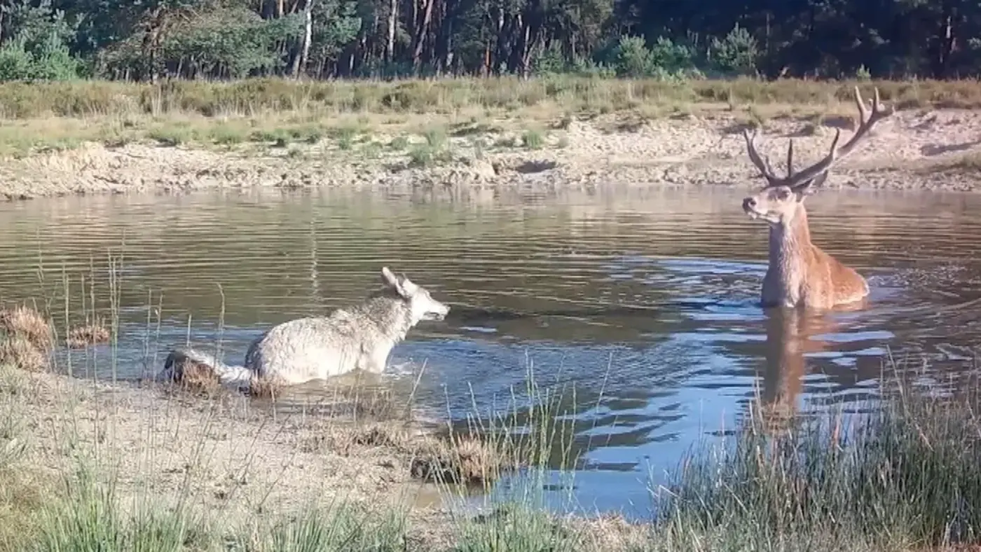 quottamequot boar and deer are instinctively adapting to the wolf in the netherlands