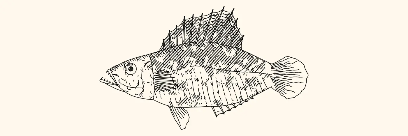 fishdraw