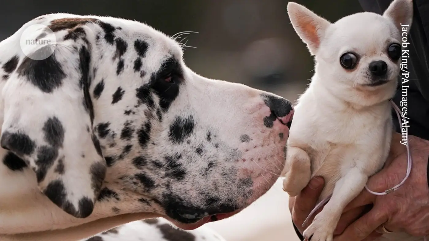 rogue x27jumping genesx27 big dogs age faster than little ones