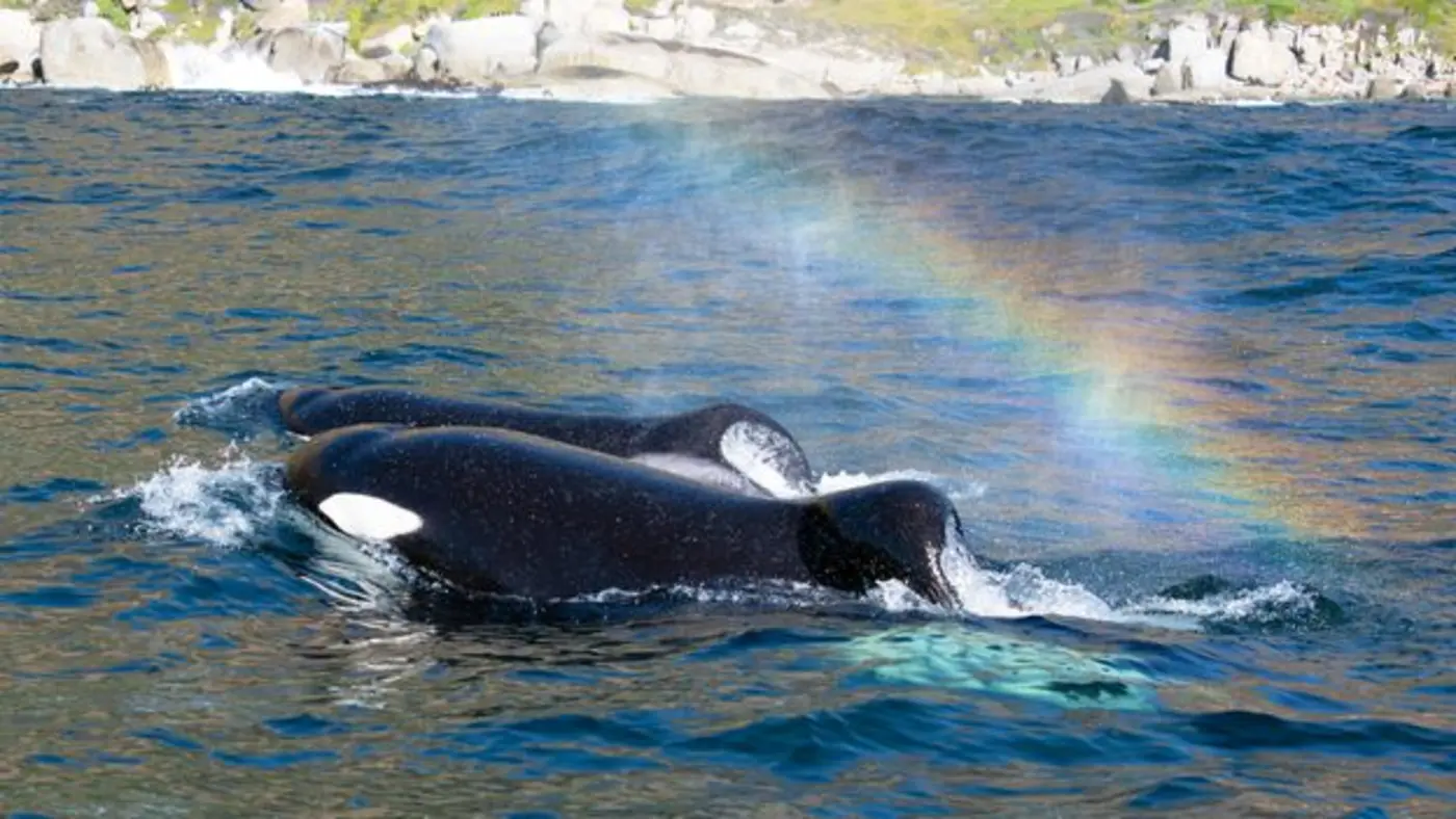 x27what the hell did thisx27 the orca brothers preying on great white sharks