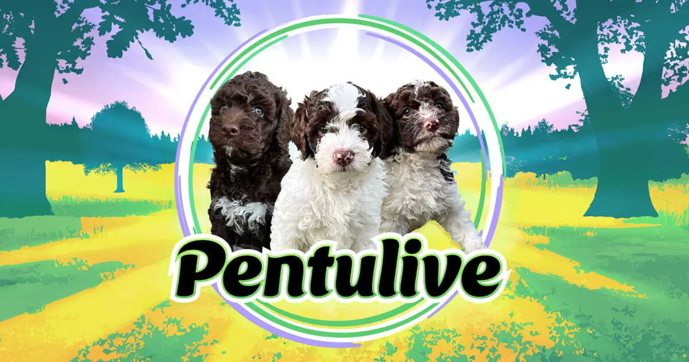 pentulive puppy live video