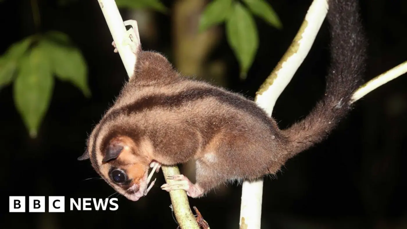 tiny possum and glider thought extinct for 6000 years found in remote west papua