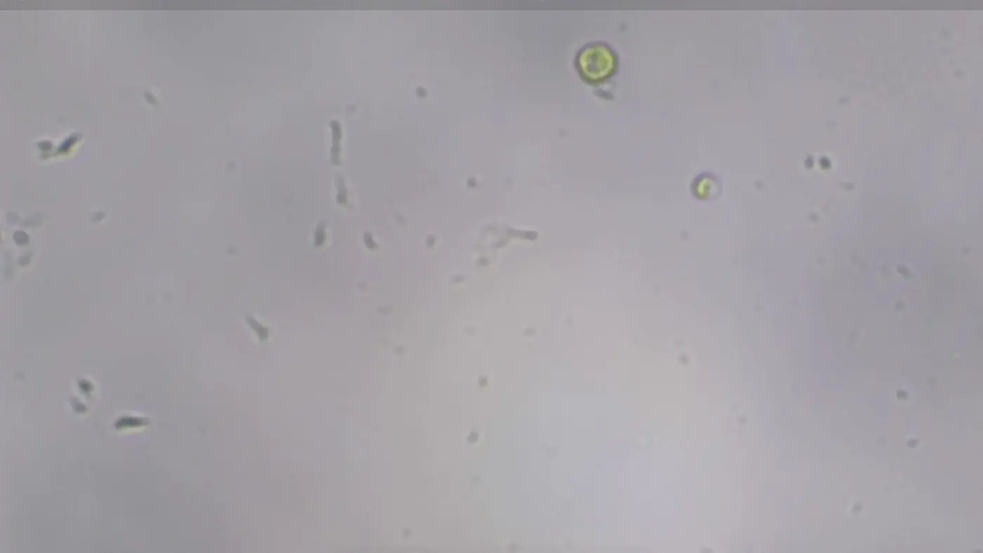 algae safety in home experiments thinking about risk for good practice