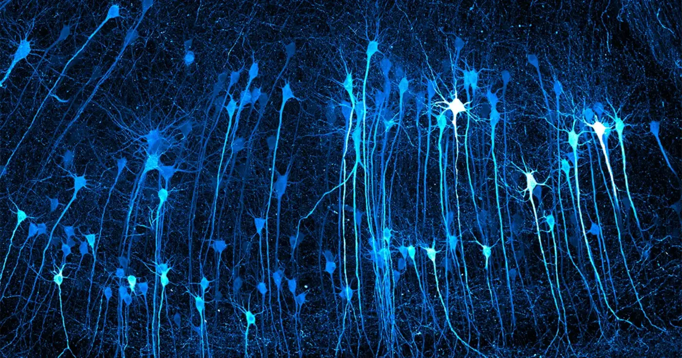 see inside cells like never before in these vivid microscopic images