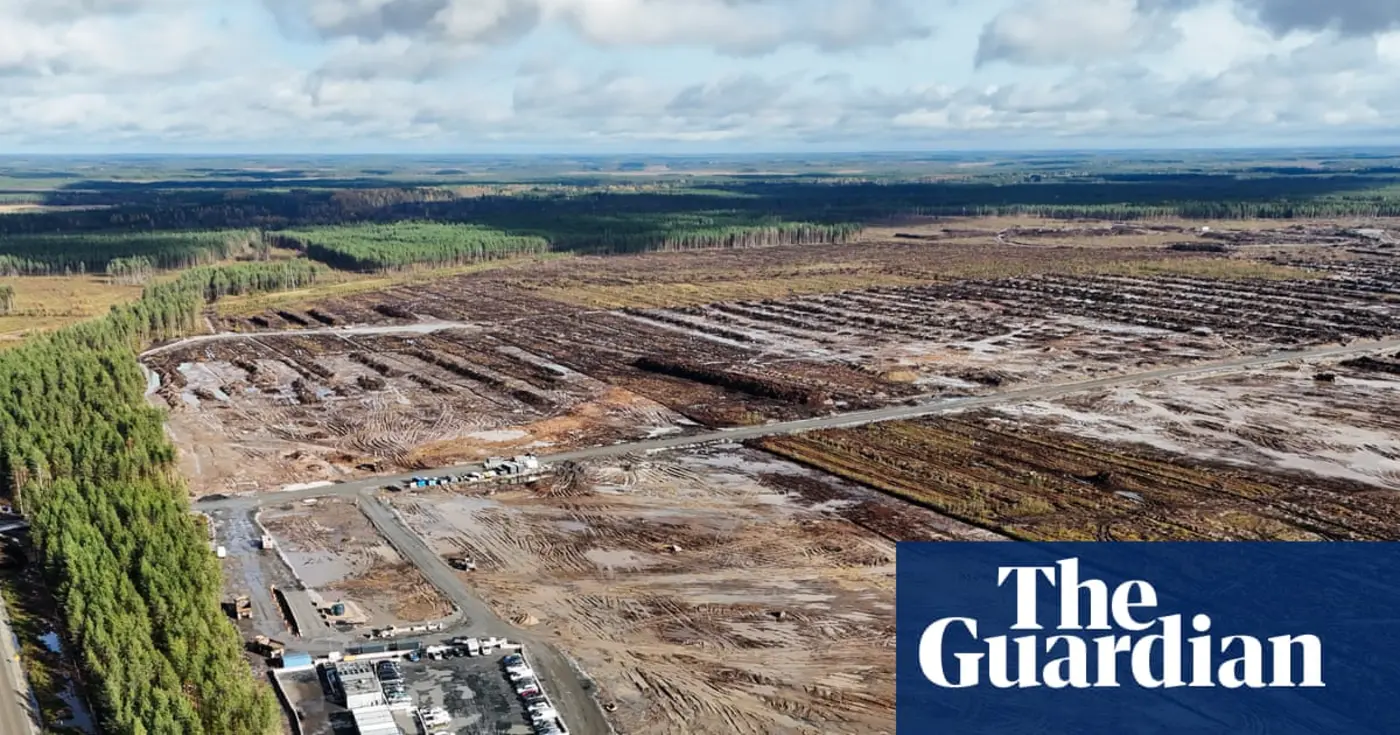 x27pure arrogancex27 anger in finland as google illegally fells 250k trees