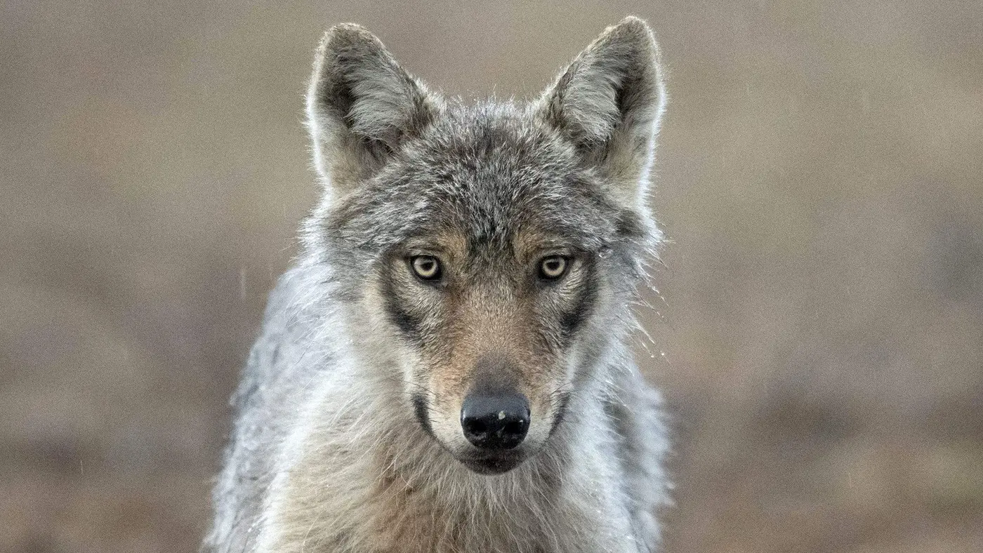 wolves enter finnish villages after google clears 1300 acres for ai data centers