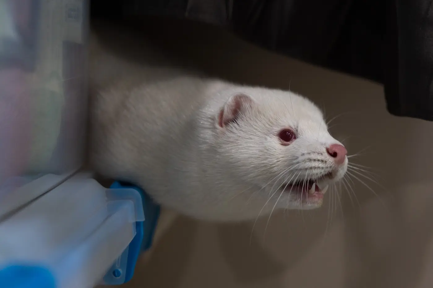 bird flu raging on us mink farm could spark human pandemic officials wonx27t act