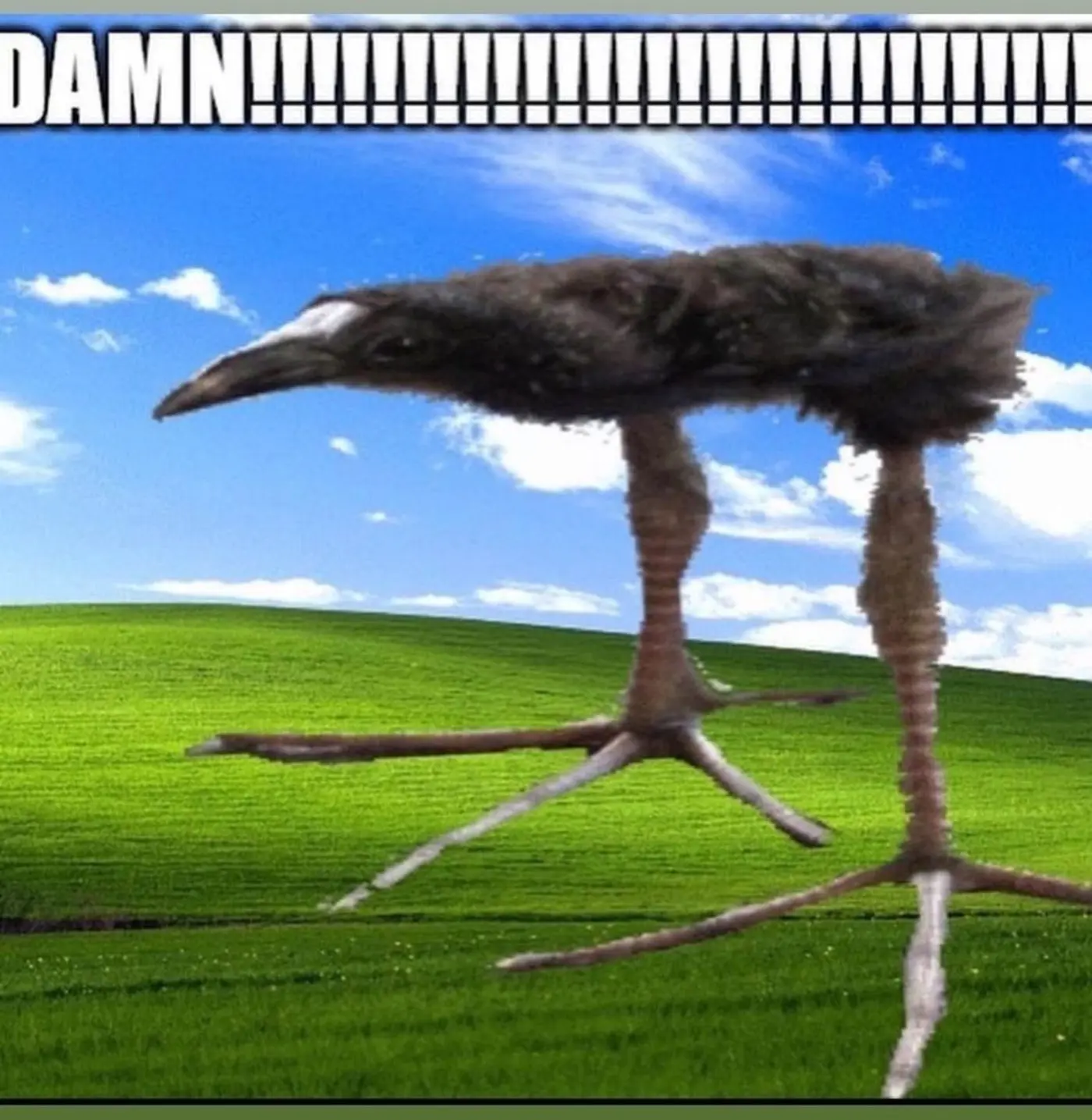 show hn translate human speech into birdsong