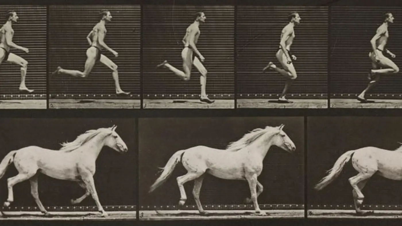 the animals you canx27t outrun and the ones you can