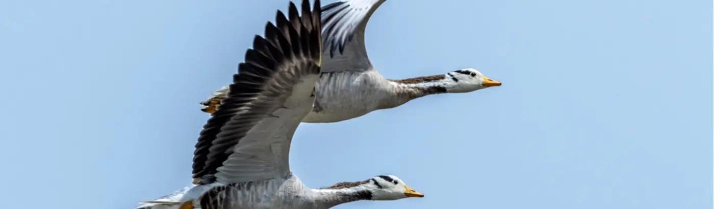 why birds can fly over mount everest 2020