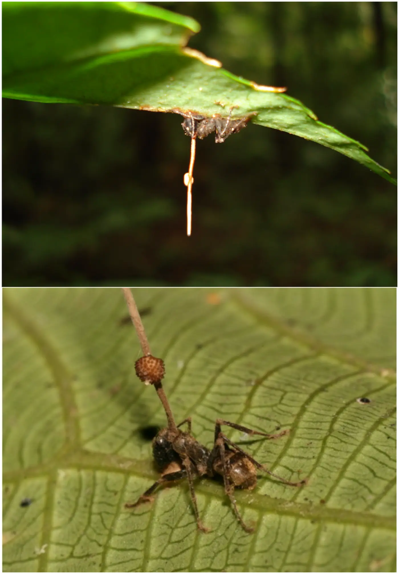 ophiocordyceps unilateralis zombie ant fungus
