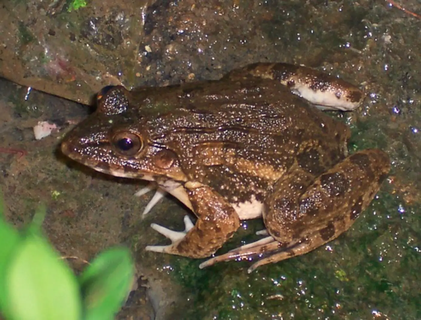 crab eating frog
