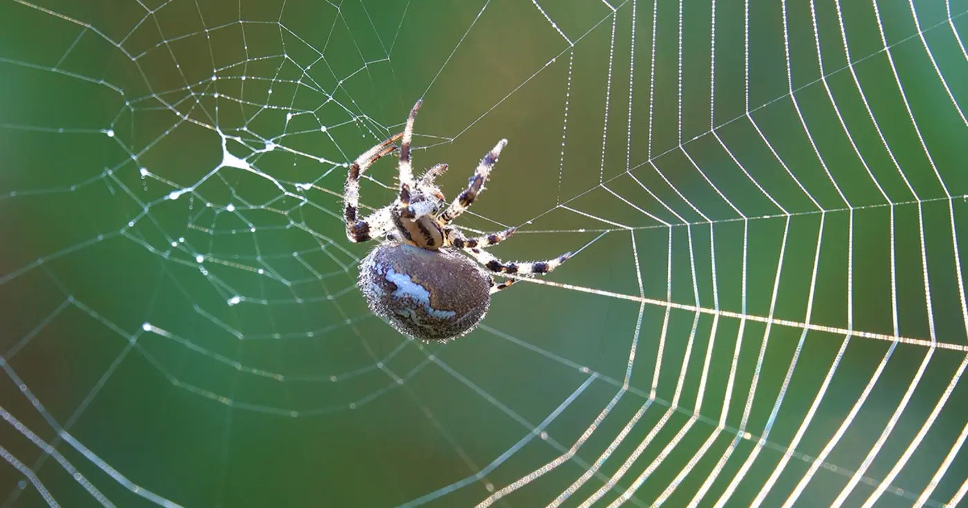 spiders spin x27silk dopex27 into naturex27s toughest material